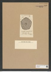 Triceratium janischii Truan et Witt. (de-Toni-Nr.: Genus 148, Species 4103*) Zeichnungen Sammlung Grunow Nr. 7638 (NHMW-BOT-W0376820)